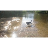 Собака - 07.JPG